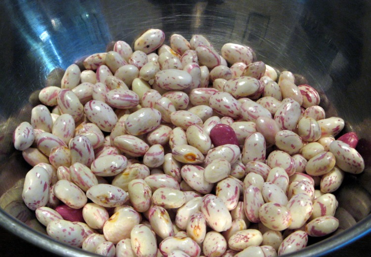 cranberry beans 3